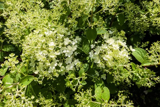Rispen-Hortensie  (Hydrangea paniculata) -  blühende Pflanze