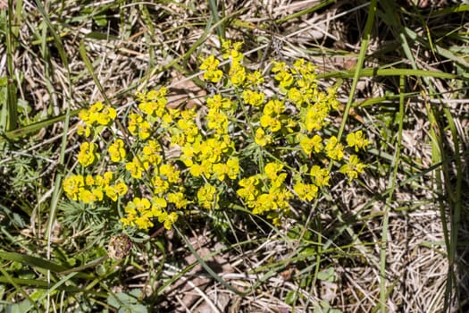 Zypressenwolfsmilch, Zypressen-Wolfsmilch (Euphorbia cyparissias)