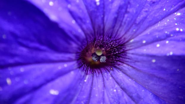 Macrophotography of the core of a purple flower selective focus.Macrophotography.Texture or background.Selective focus