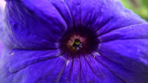 Macro-cores of a bell-shaped purple flower outdoors.Macrophotography.Texture or background.Selective focus