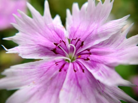 Attractive pink and white flower of Chinese carnation Dianthus chinensis .Macrophotography.Texture or background.Selective focus