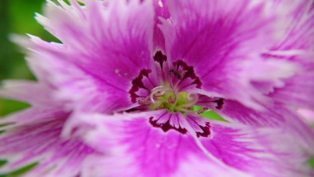 Attractive pink and white flower of Chinese carnation Dianthus chinensis .Macrophotography.Texture or background.Selective focus
