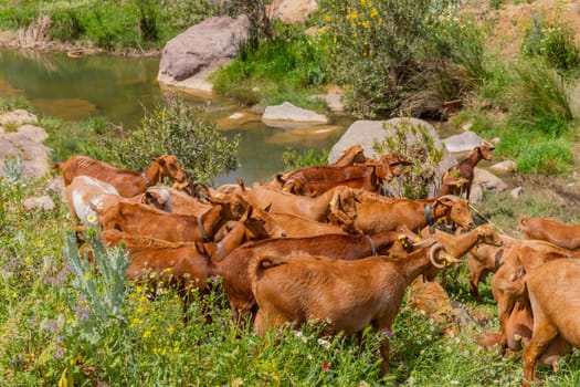 Granada, Spain: April 19, 2024: Goats in a farm in Andalucia, Granada, Spain