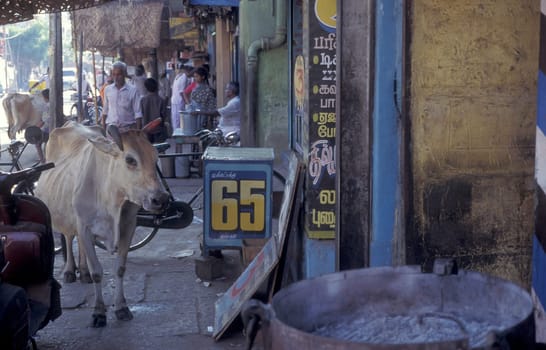 a Holy cow in a street in the city of Madurai in the Province Tamil Nadu in India.  India, Madurai, April, 1998