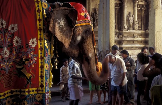 a Hindu Elephant ceremony in the Meenakshi Amman Temple in the city of Madurai in the Province Tamil Nadu in India.  India, Madurai, April, 1998