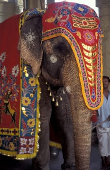 a Hindu Elephant ceremony in the Meenakshi Amman Temple in the city of Madurai in the Province Tamil Nadu in India.  India, Madurai, April, 1998
