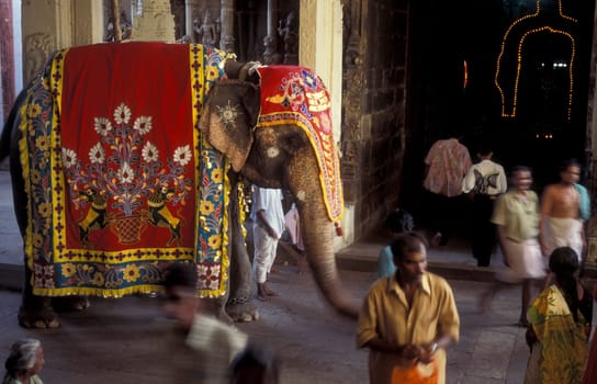 a Hindu Elephant ceremony in the Meenakshi Amman Temple in the city of Madurai in the Province Tamil Nadu in India.  India, Madurai, April, 1998