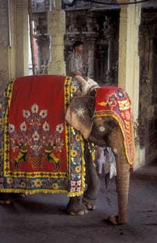 a Hindu Elephant ceremony in the Meenakshi Amman Temple in the city of Madurai in the Province Tamil Nadu in India.  India, Madurai, April, 1998