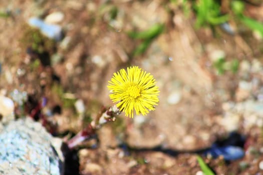 Alpine Flower In The Austrian Alps