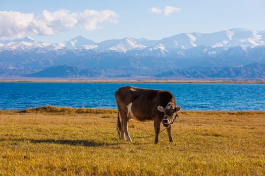 one milk cow grazing on shore of mountain lake Issyk-Kul at sunny autumn afternoon
