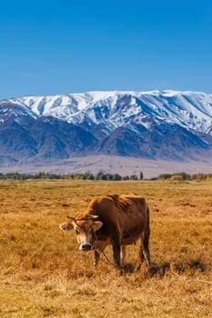 yellow milk cow grazing on dry grass pasture in front of mountains sunny autumn afternoon.