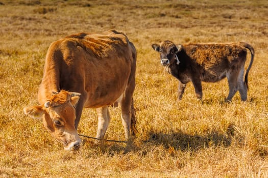 Yellow milk cow with bull calf are grazing on dry yellow grass meadow at sunny autumn afternoon.