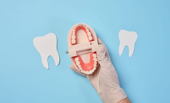 A woman's hand holds an artificial jaw with white teeth on a blue background, oral hygiene. Top view