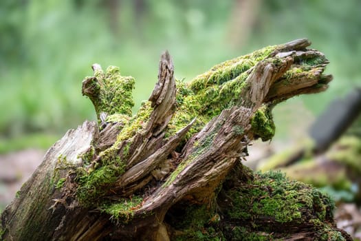 Old tree stump covered with moss in the forest. Selective focus.