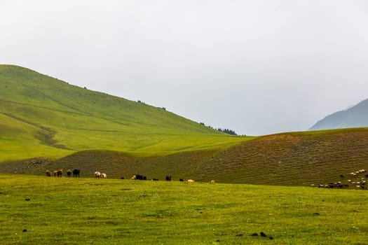 Flock of free-range sheep grazing at foggy field with misty mountain in the background in Kyrgyzstan