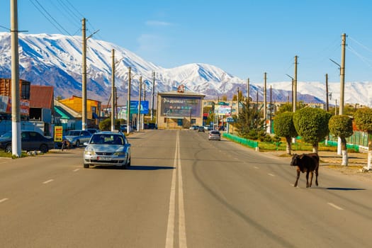 cow walking next to car on streets of small Kyrgyz town at sunny autumn day in Balykchy, Kyrgyzstan- October 21, 2022