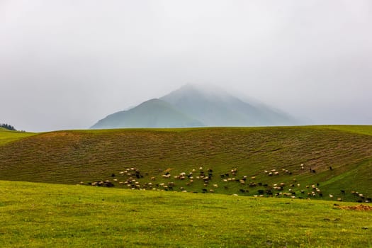 Flock of free-range sheep grazing at foggy field with misty mountain in the background in Kyrgyzstan