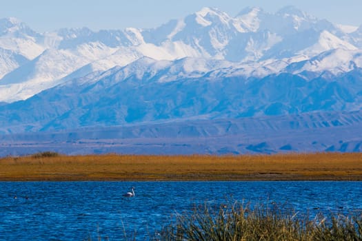 Pink flamingo in blue shallow water of Issyk-Kul lake with mountains on background at autumn afternoon.