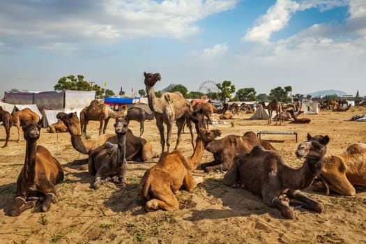 Camels at Pushkar Mela (Pushkar Camel Fair). Pushkar, Rajasthan, India