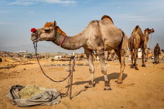 Camels at Pushkar Mela (Pushkar Camel Fair). Pushkar, Rajasthan, India