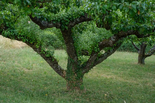 Tree in summer trunk grown with ivy plant