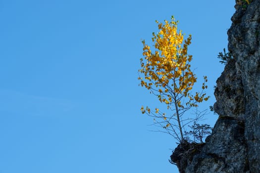 Birch tree plant on a rock in yellow autumn foliage