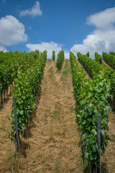 Vines in a row in vineyard with blue sky and clouds landscape