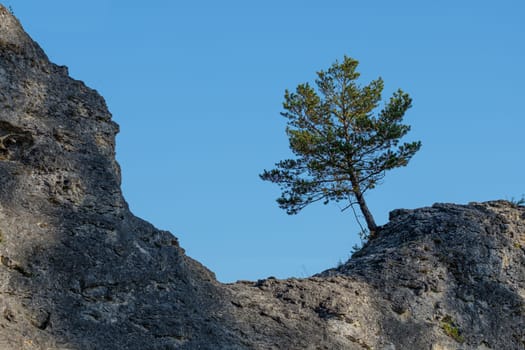 Conifer tree on a rock with blue sky landscape