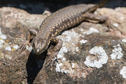Common wall lizard reptlie animal close-up wildlife