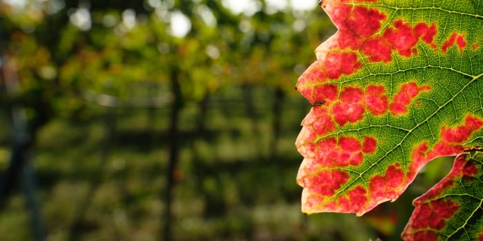 Vine leaf in red and green veins close-up in autumn