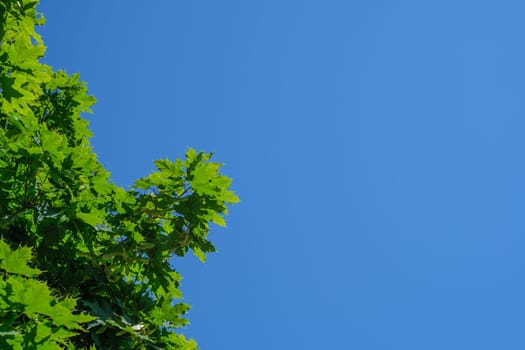 Twig with green maple leaves and blue sky plant