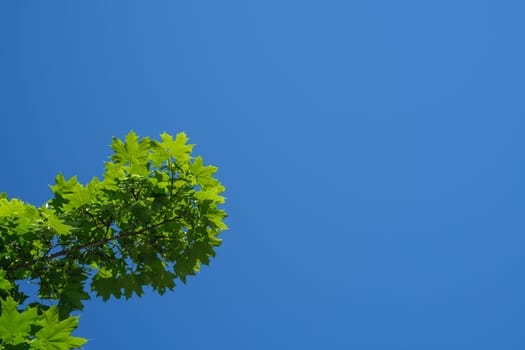 Twig of green maple leaf tree with blue sky plant