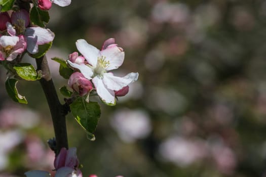 Flower of an apple tree plant cöpseiü