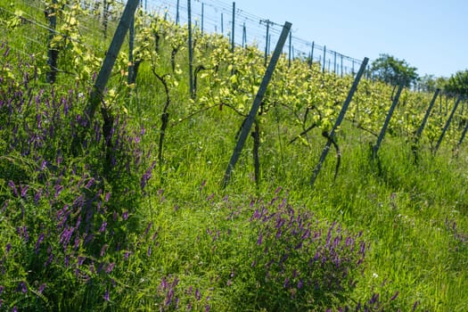 Vineyard in summer green meadow and purple flowers landscape