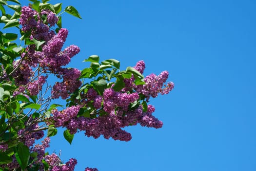 Purple flower of lilac bush plant with blue sky