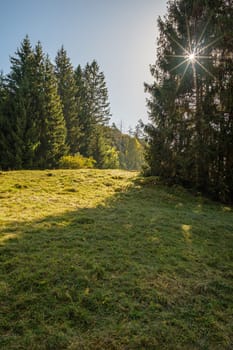 Green meadow and forest conifer with sunlight back lit landscape