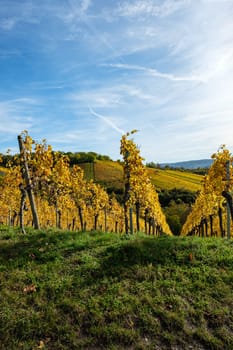 Yellow autumn colours of vines in a vineyard vertical