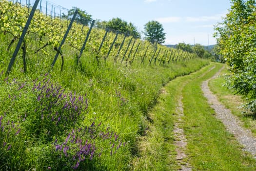 Road in vineyard in summer with purple flowers landscape
