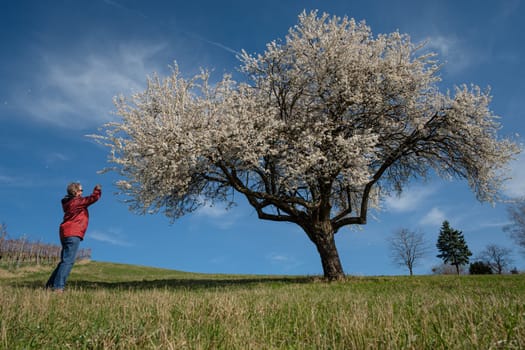 Woman standing at a fruit tree with white flowers blooming in springtime