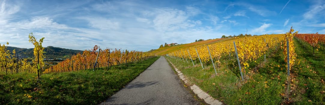 Road in a vineyard landscape in yellow and orange leaves in autumn colours