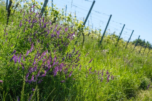 Purple flowers plant beside a vineyard farm landscape