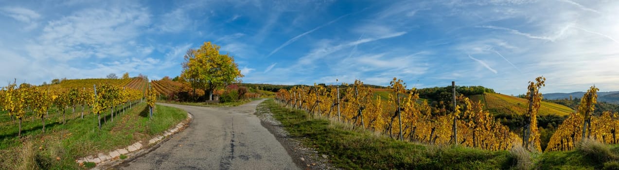 Autumn colours of a tree and vines in vineyard agriculture landscape