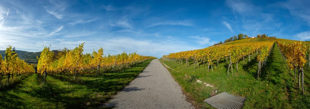 Panoramic landscape vineyard in yellow autumn colours with road