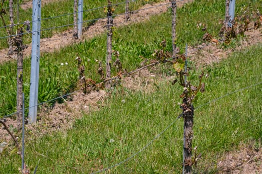 Grape with frost damage in a vineyard agriculture in spring