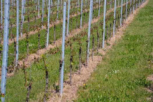 Grapevines in a vineyard with frost damage agriculture