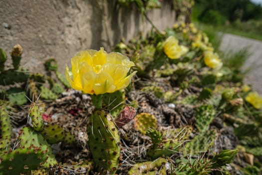 Opuntia cactus with yellow flower blossom macro