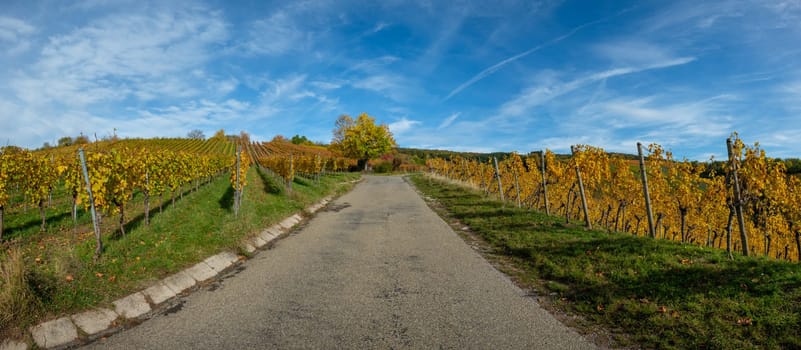Road in a vineyard in autumn season yellow colours landscape