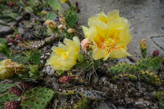Yellow cactus opuntia flower blooming close-up