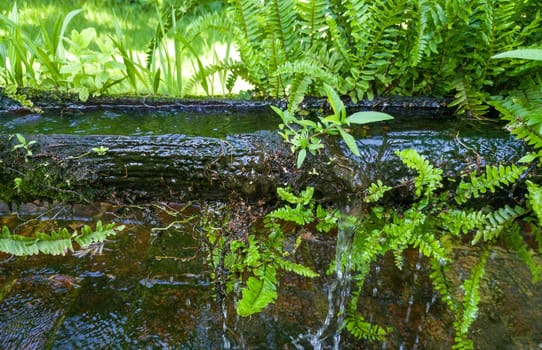 Plants sprouting from a canal made from an old hollowed-out log. Selective focus