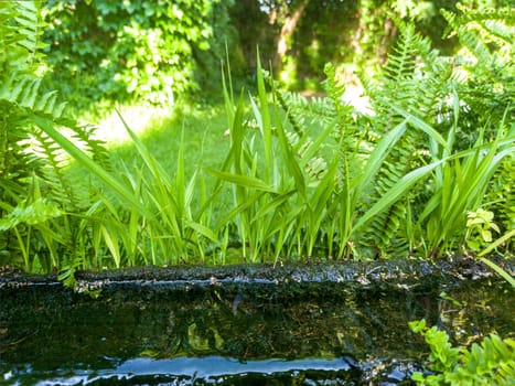 Plants sprouting from a canal made from an old hollowed-out log. Selective focus